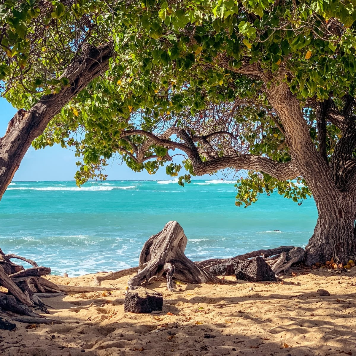 Beach and Trees